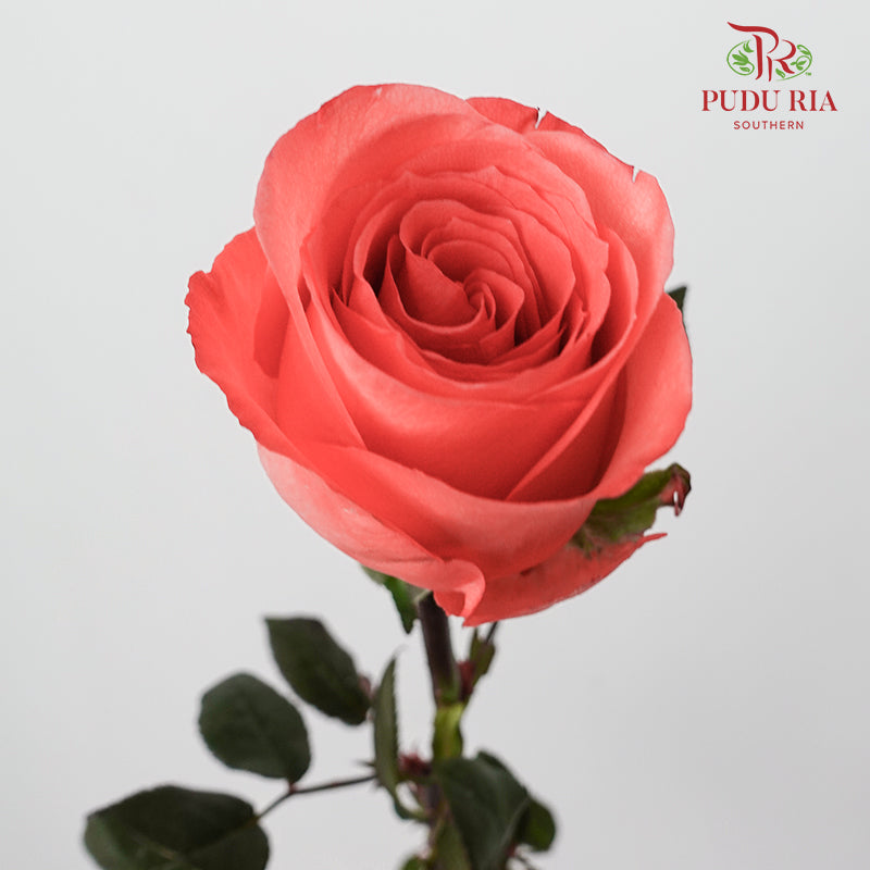 Rose Movie Star-B - (9-10 Stems)