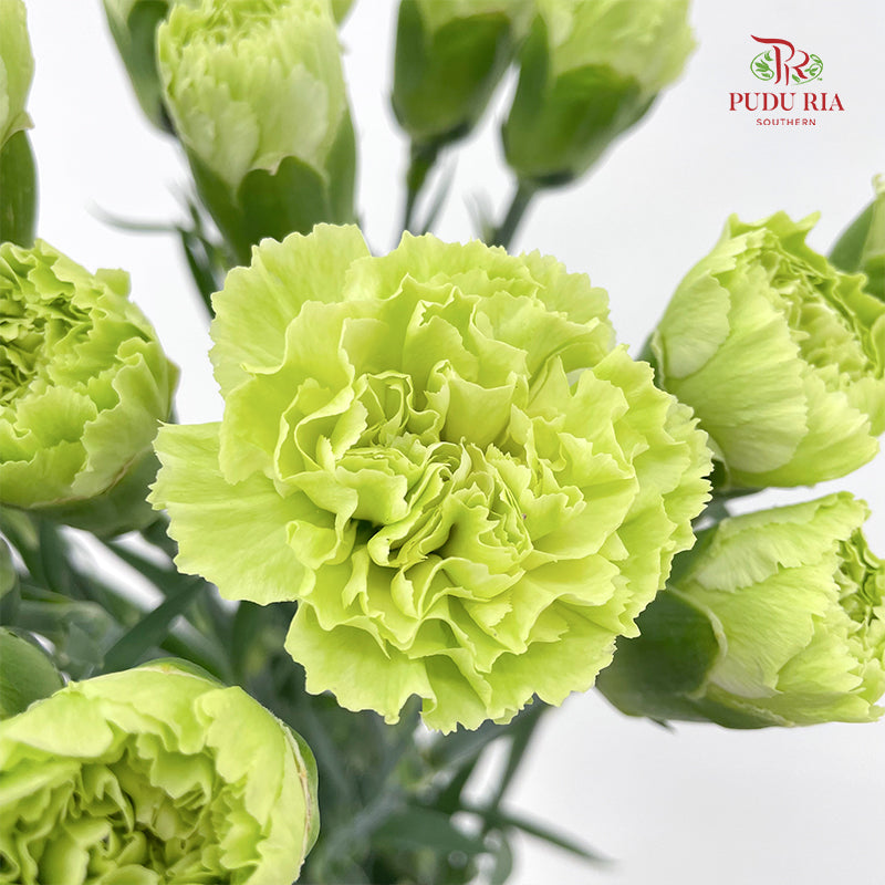 Carnation Green 绿色康乃馨 - (18-20 Stems)
