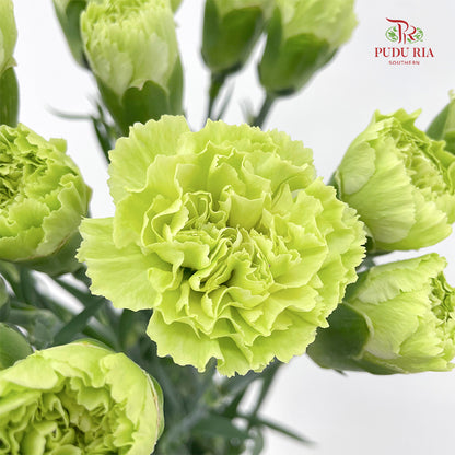 Carnation Green 绿色康乃馨 - (18-20 Stems)