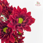 Chrysanthemum Pompom Daisy Dark Red 2 - (10-12 Stems)