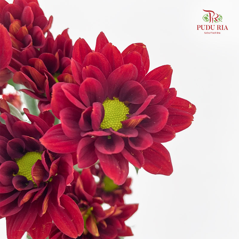 Chrysanthemum Pompom Daisy Dark Red 2 - (10-12 Stems)