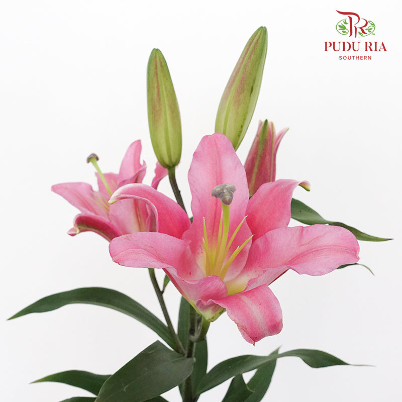 Lily Pink - Pudu Ria Florist Southern