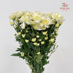 Chrysanthemum Pompom Light Yellow - (10-12 Stems)