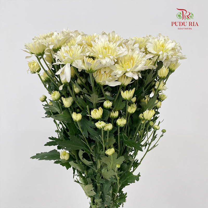 Chrysanthemum Pompom Light Yellow - (10-12 Stems)