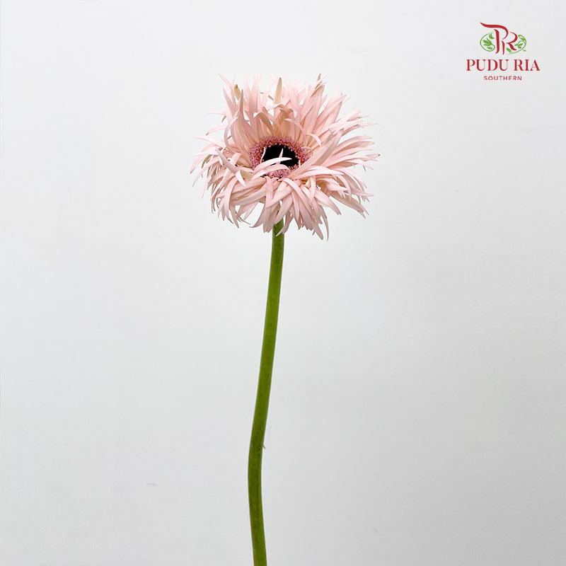 Gerbera Spider Cream Springs - (5 Stems)