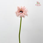 Gerbera Spider Cream Springs - (5 Stems)