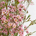 Wax Flower Pink 蜡花 - (Per Bundle)