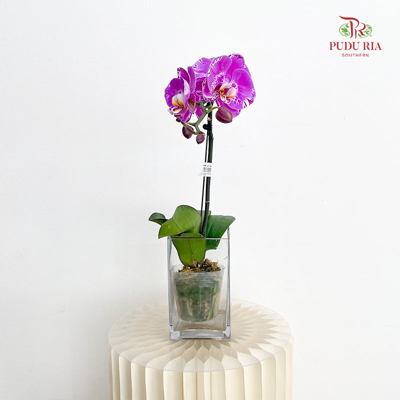 Phalaenopsis Orchid Purple Spot Line White Single