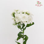 Phlox White 福禄考 - (Per Bundle)