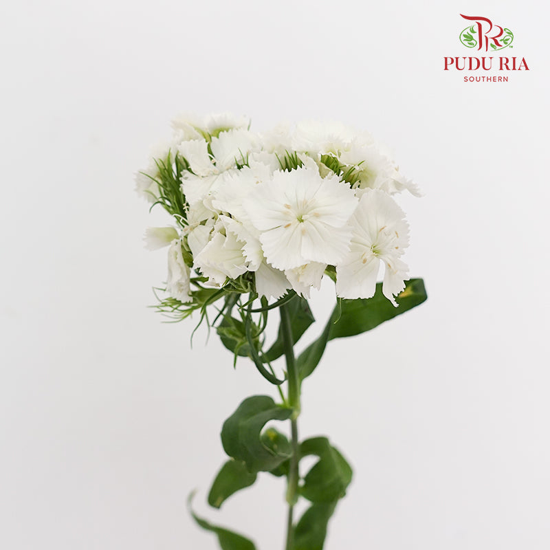 Phlox White 福禄考 - (Per Bundle)