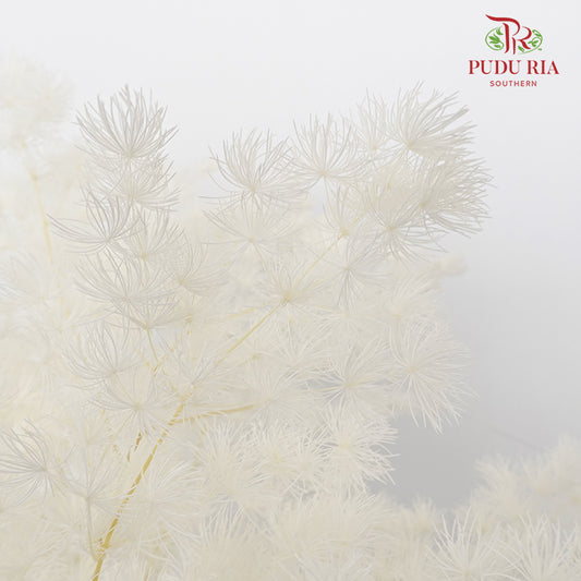 Preservative Asparagus Fern White - Pudu Ria Florist Southern