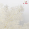 Preservative Asparagus Fern White - Pudu Ria Florist Southern