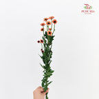 Chrysanthemum Pompom Daisy Orange 2 - (10-12 Stems)