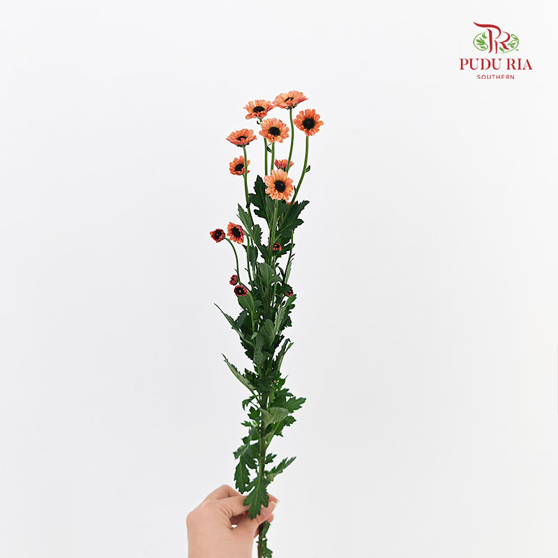 Chrysanthemum Pompom Daisy Orange 2 - (10-12 Stems)