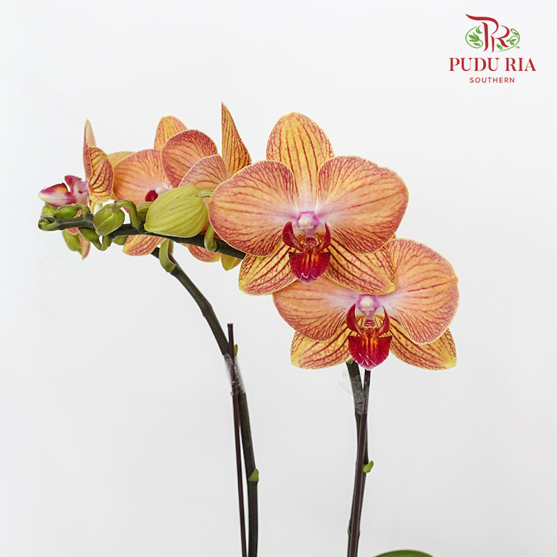 Phalaenopsis Orchid Orange Yellow Mini Double Stem