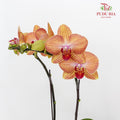 Phalaenopsis Orchid Orange Yellow Mini Double Stem