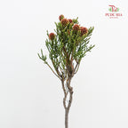Nebelia Cluster Star - (Per Bundle)