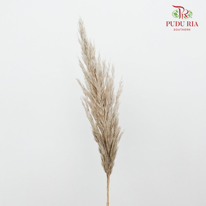 Preservative Plume Reed Brown - Pudu Ria Florist Southern