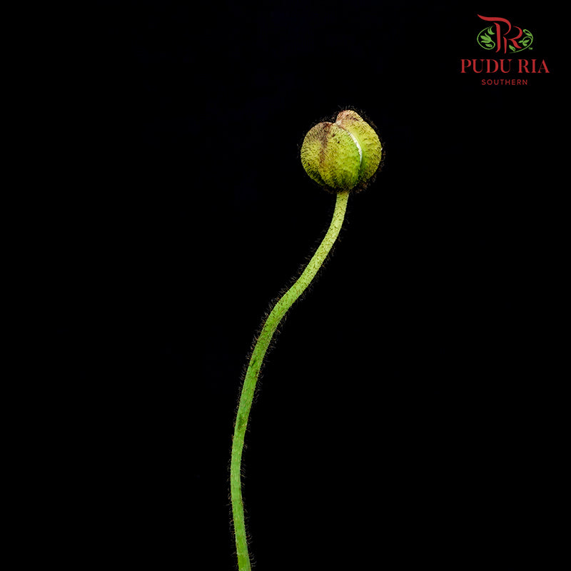 Corn Poppy White 虞美人 - (Per Bundle)