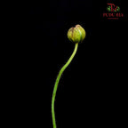 Corn Poppy White 虞美人 - (Per Bundle)