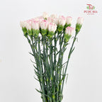 Carnation Cherry Fragrance 小白兔康乃馨 - (18-20 Stems)