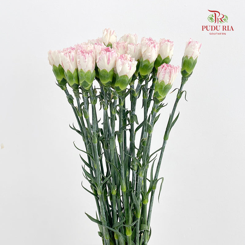 Carnation Cherry Fragrance 小白兔康乃馨 - (18-20 Stems)