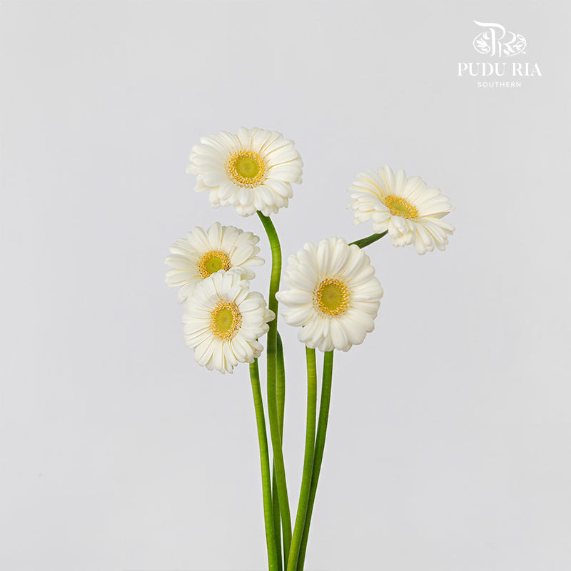 Gerbera Mini Albino - (5 Stems)