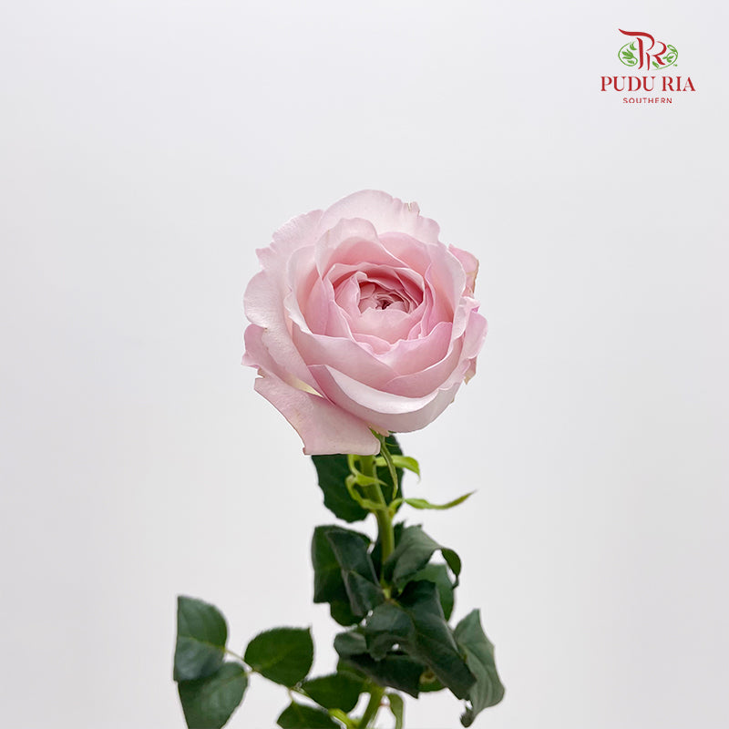 Rose Odeny Beryl Achieng - (10-12 Stems)