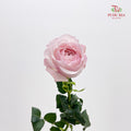 Rose Odeny Beryl Achieng - (10-12 Stems)