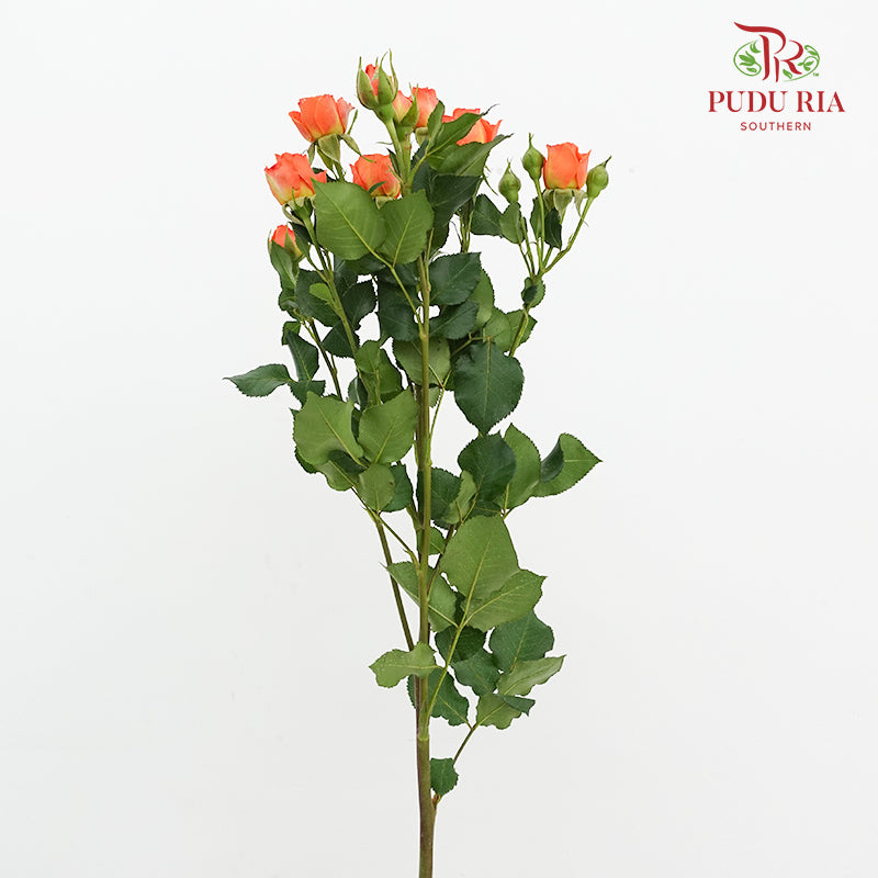 Rose Spray Orange Barbie - (8-10 Stems)