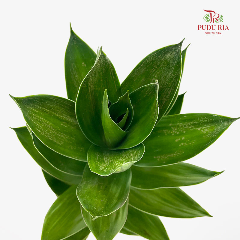 Lotus Bamboo 60cm - (Per Stem)