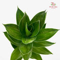 Lotus Bamboo 60cm - (Per Stem)