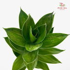 Lotus Bamboo 60cm - (Per Stem)