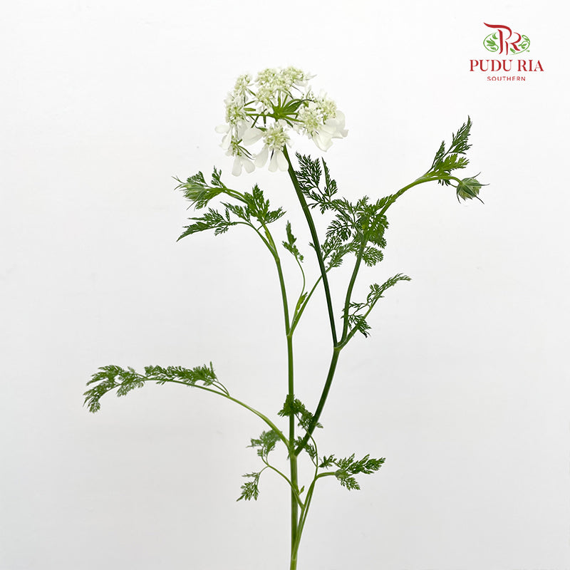 New Ammi Majus White 大阿米芹 - (Per Bundle)