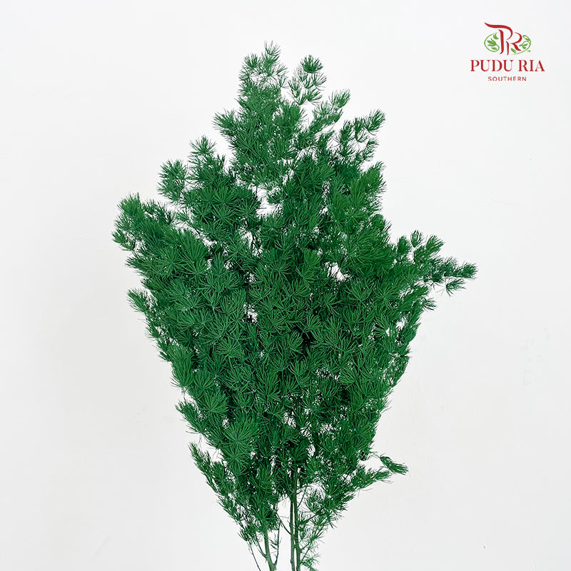 Preservative Asparagus Fern Dark Green