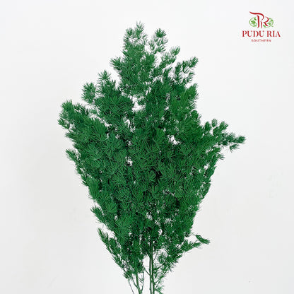 Preservative Asparagus Fern Dark Green