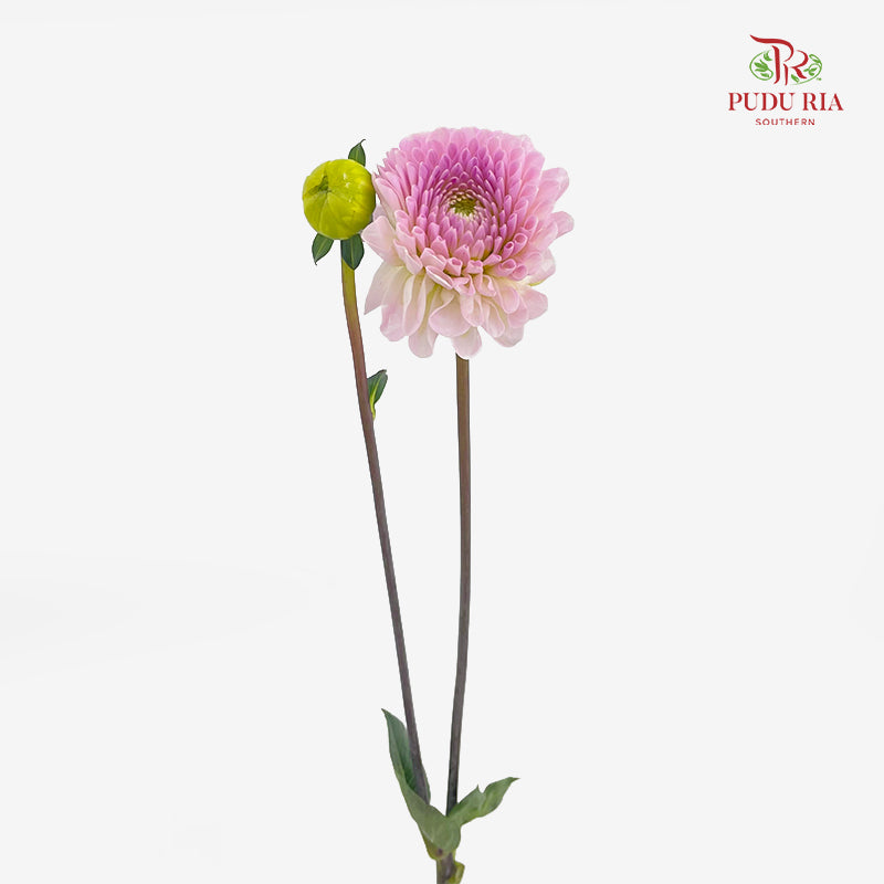Dahlia Soft Purple - (5 Stems)