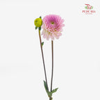 Dahlia Purple - (Per Bundle)
