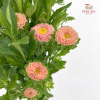 Aster Champagne 翠菊 - (Per Bundle)