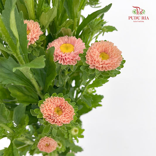 Aster 翠菊 Champagne - (Per Bundle)