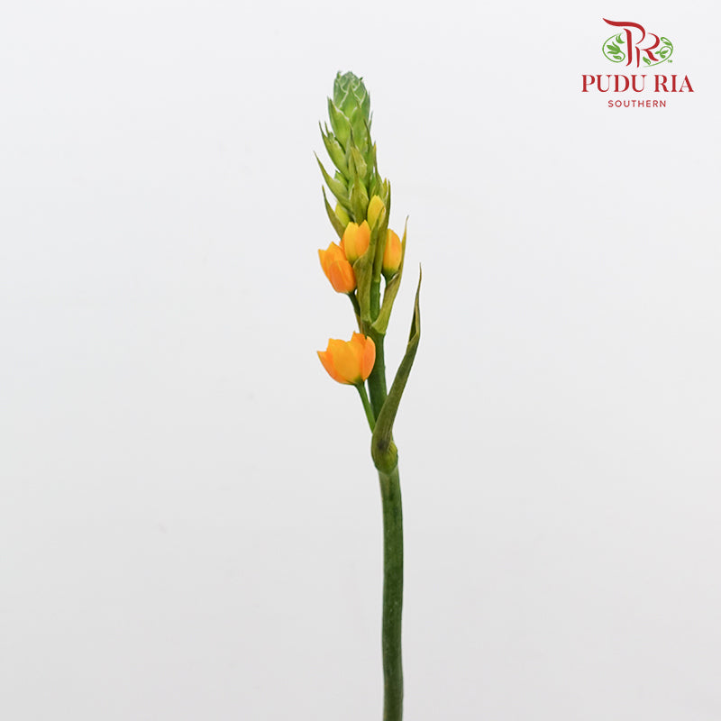 Ornithogalum Dubium 橙花虎眼万年青 - (Per Bundle)