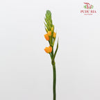 Ornithogalum Dubium 橙花虎眼万年青 - (Per Bundle)