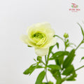 Ranunculus Butterfly Yellow 蝴蝶洋牡丹 - (5 Stems)