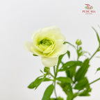 Ranunculus Butterfly Yellow 蝴蝶洋牡丹 - (5 Stems)