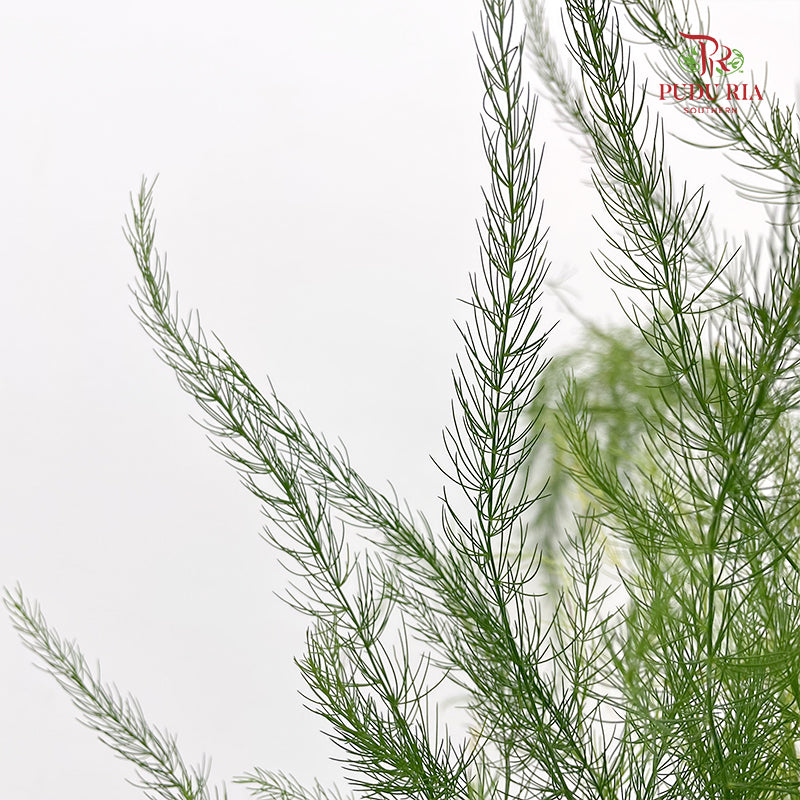 Luxuncao Grass 芦荀草 - (Per Bundle)