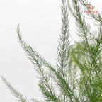 Luxuncao Grass 芦荀草 - (Per Bundle)