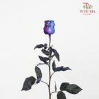 Rose Mondial Dyed Starry Nebula (8-10 Stems) - Pudu Ria Florist Southern