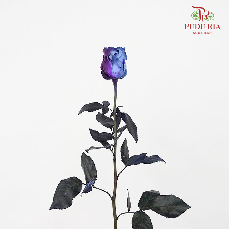 Rose Mondial Dyed Starry Nebula (8-10 Stems) - Pudu Ria Florist Southern