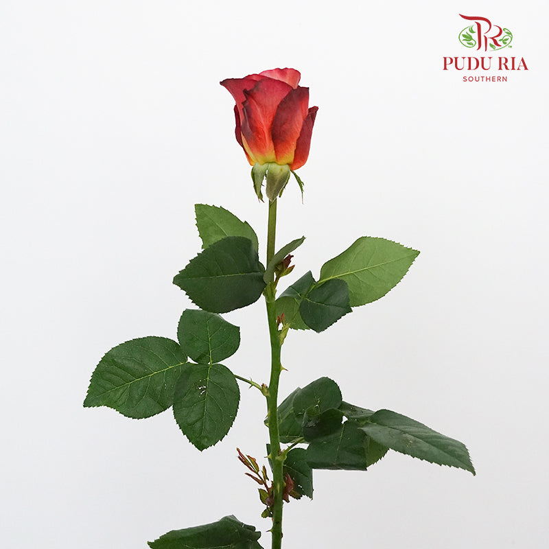 Rose Coffe Time  (8-10 Stems) - Pudu Ria Florist Southern