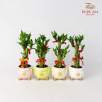 CNY Potted Plant Arrangement 2024#11